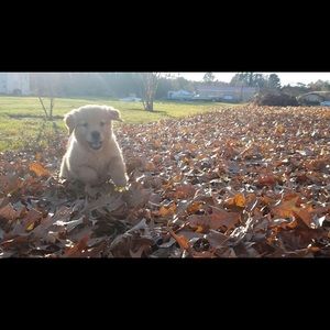 Meet your Posher, Campbell